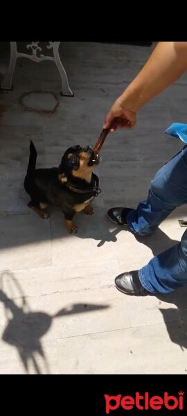 Jack Russell Terrier, Köpek  Jazz & Linda fotoğrafı