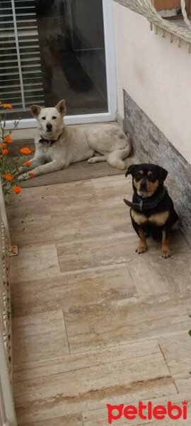 Jack Russell Terrier, Köpek  Jazz & Linda fotoğrafı