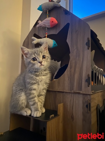 Brazilian Shorthair, Kedi  Gohan fotoğrafı