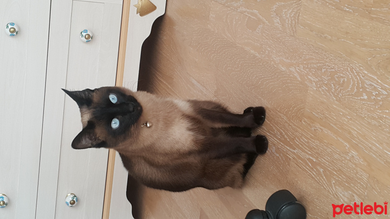 Siyam Kedisi, Kedi  Mira fotoğrafı
