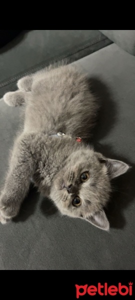 British Shorthair, Kedi  Duman fotoğrafı