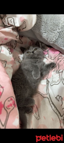 British Shorthair, Kedi  Duman fotoğrafı