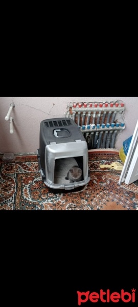 British Shorthair, Kedi  Duman fotoğrafı