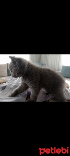British Shorthair, Kedi  Duman fotoğrafı