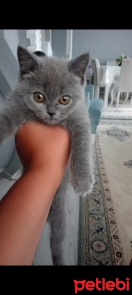 British Shorthair, Kedi  Duman fotoğrafı