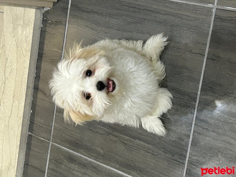 Maltese, Köpek  Bulut fotoğrafı