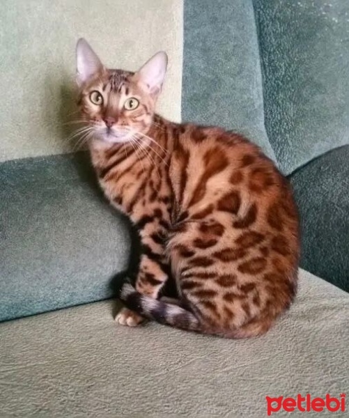 Bengal, Kedi  Skripka fotoğrafı