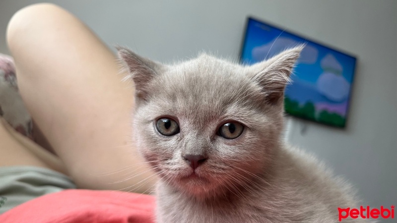 British Shorthair, Kedi  DOBYY fotoğrafı