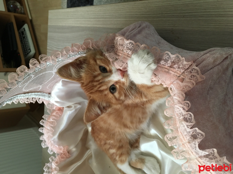 Tekir Kedi, Kedi  Paşa fotoğrafı