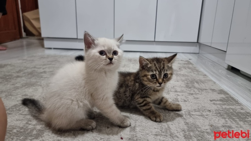 British Shorthair, Kedi  Kuzucuklar fotoğrafı