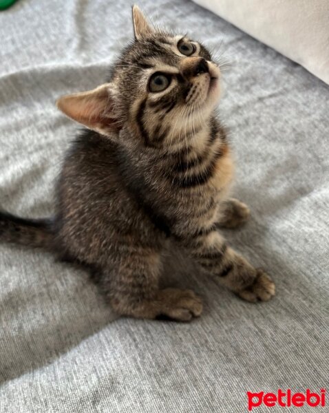 Scottish Fold, Kedi  Scottish Fold fotoğrafı