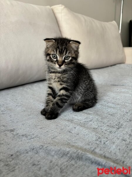 Scottish Fold, Kedi  Scottish Fold fotoğrafı