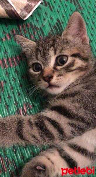 Scottish Fold, Kedi  Scottish Fold fotoğrafı