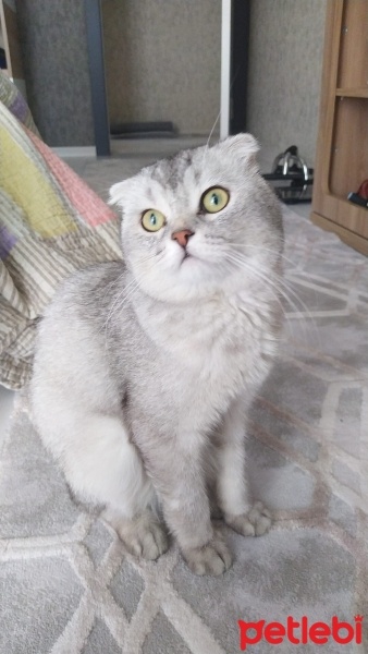 Scottish Fold, Kedi  Yulaf fotoğrafı