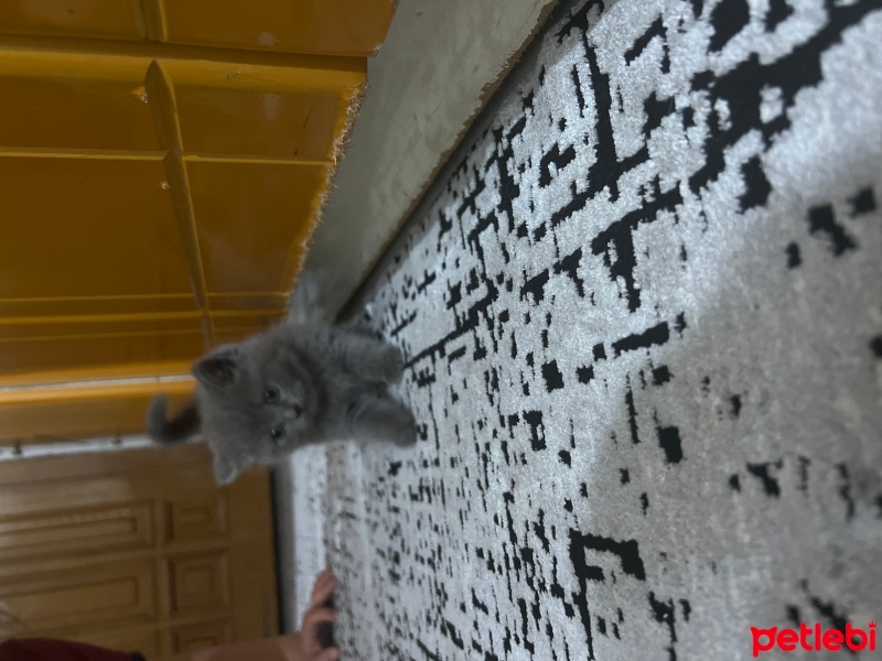 British Shorthair, Kedi  Şeker fotoğrafı