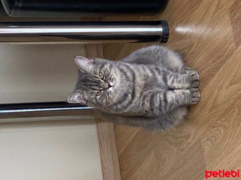 British Shorthair, Kedi  Nalan fotoğrafı