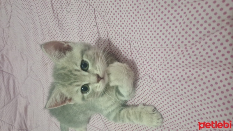Tekir Kedi, Kedi  Mars ve tahin fotoğrafı