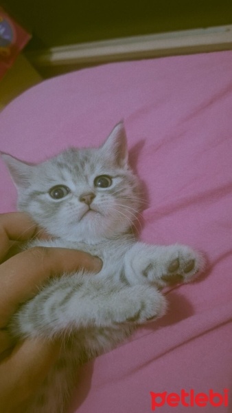 Tekir Kedi, Kedi  Mars ve tahin fotoğrafı