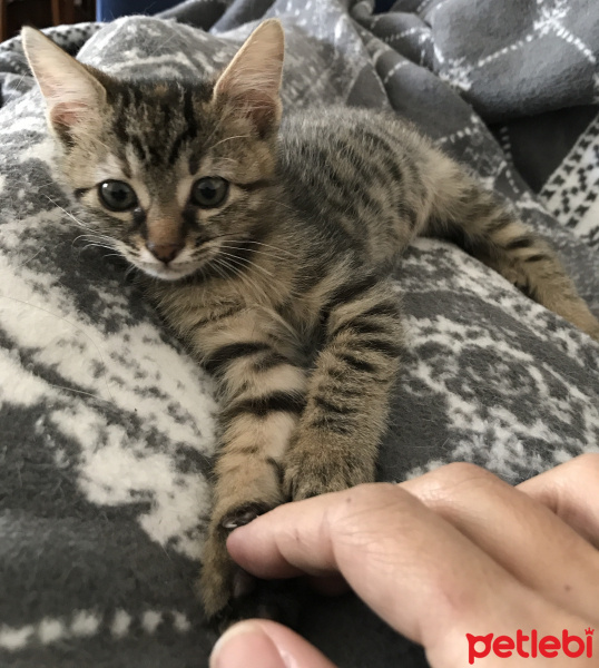 Tekir Kedi, Kedi  minnak fotoğrafı