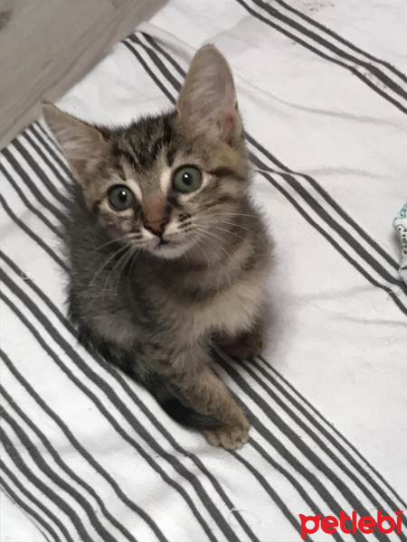 Tekir Kedi, Kedi  minnak fotoğrafı