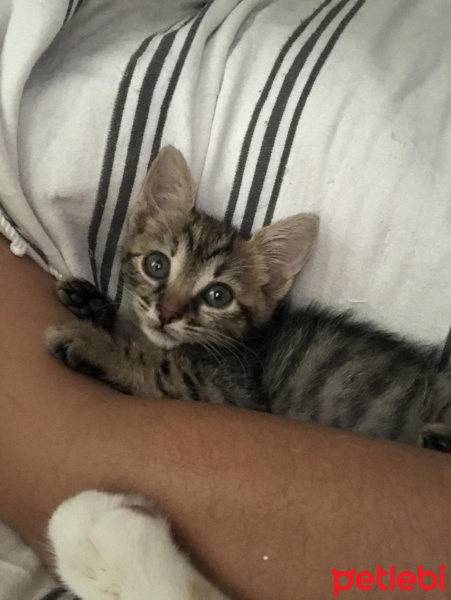 Tekir Kedi, Kedi  minnak fotoğrafı