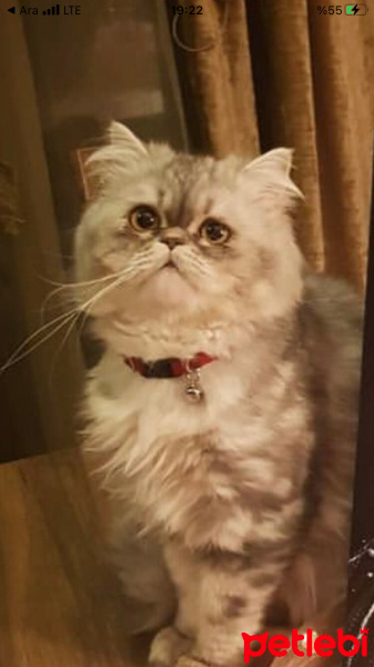 Chinchilla, Kedi  Pamuk fotoğrafı