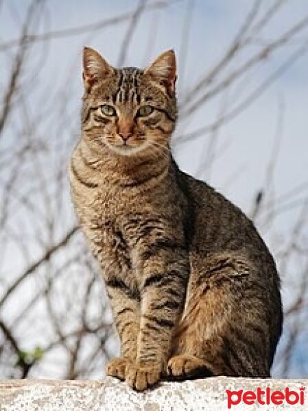 Tekir Kedi, Kedi  Kaliko fotoğrafı