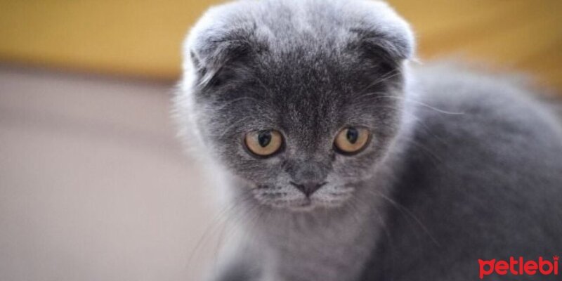 Scottish Fold, Kedi  Köpük fotoğrafı