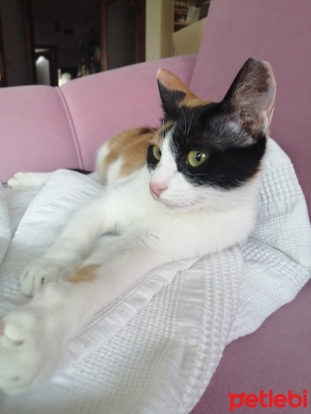Tekir Kedi, Kedi  Gülüzar fotoğrafı
