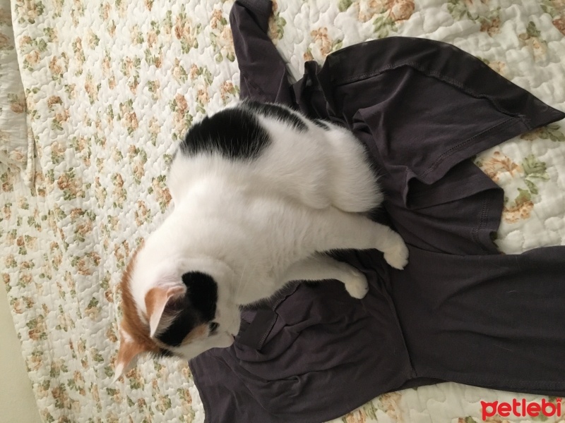 British Shorthair, Kedi  Milka fotoğrafı