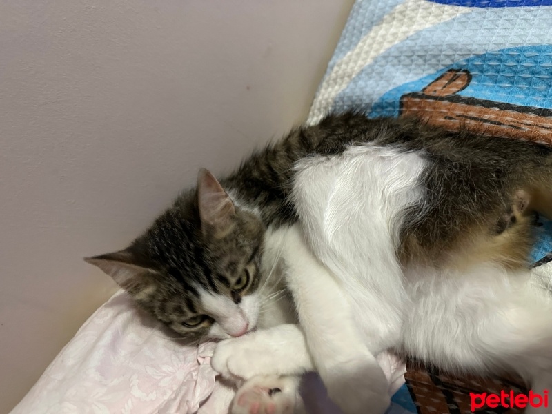 Tekir Kedi, Kedi  Gofret fotoğrafı