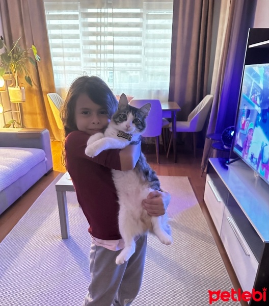 Tekir Kedi, Kedi  Gofret fotoğrafı