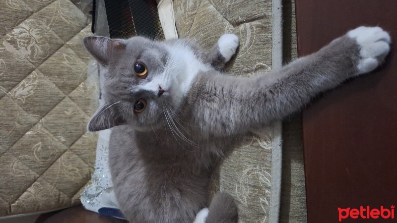 British Shorthair, Kedi  Mia fotoğrafı