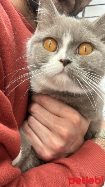 British Shorthair, Kedi  Mia fotoğrafı
