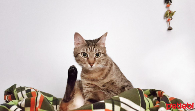 Tekir Kedi, Kedi  Chika fotoğrafı
