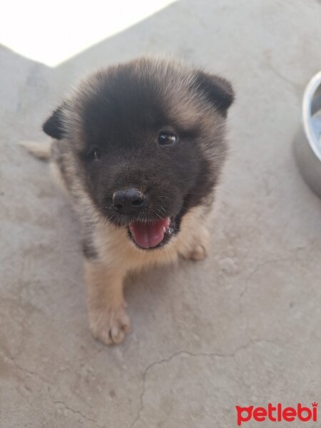 Akita İnu, Köpek  Odin fotoğrafı