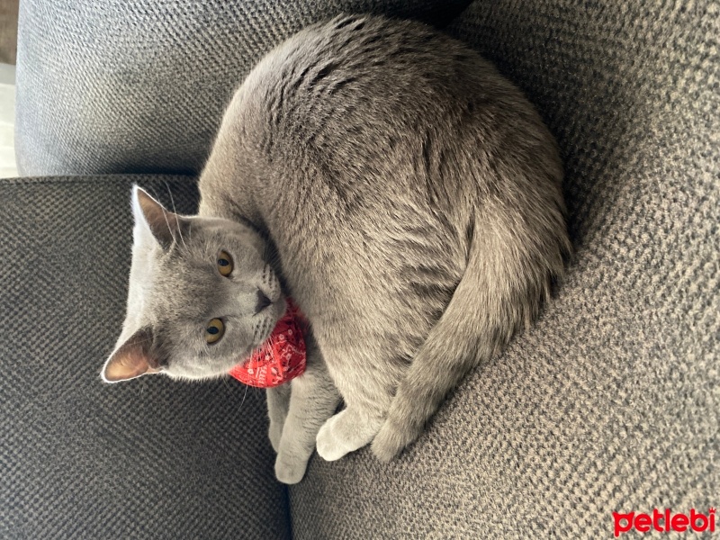 British Shorthair, Kedi  Hera fotoğrafı