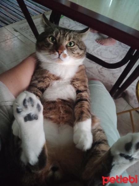 Tekir Kedi, Kedi  Cancan fotoğrafı