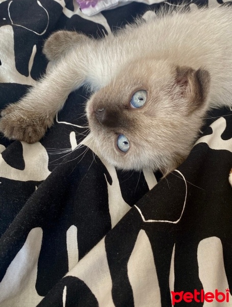 Scottish Fold, Kedi  Maya fotoğrafı