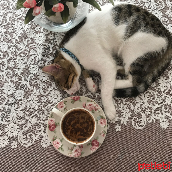 Tekir Kedi, Kedi  çakıl fotoğrafı