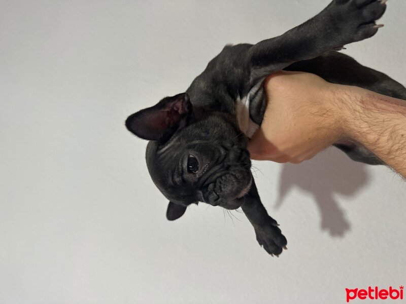 Fransız Bulldog, Köpek  Buddy fotoğrafı