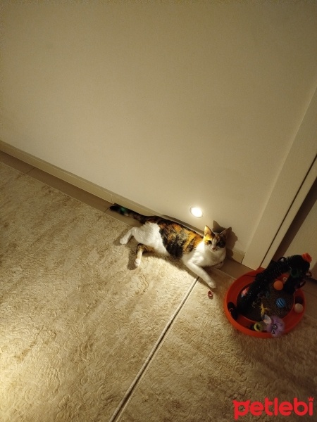 Tekir Kedi, Kedi  Lilibet fotoğrafı