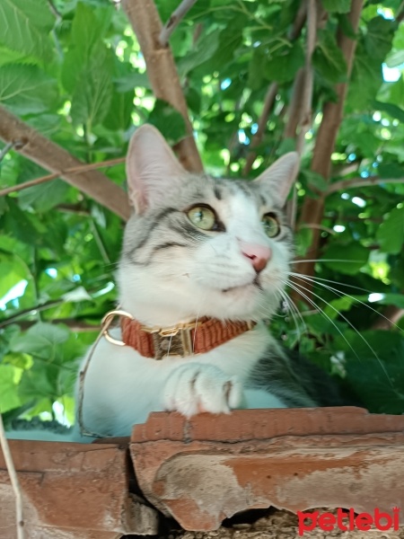 Tekir Kedi, Kedi  Atlas fotoğrafı