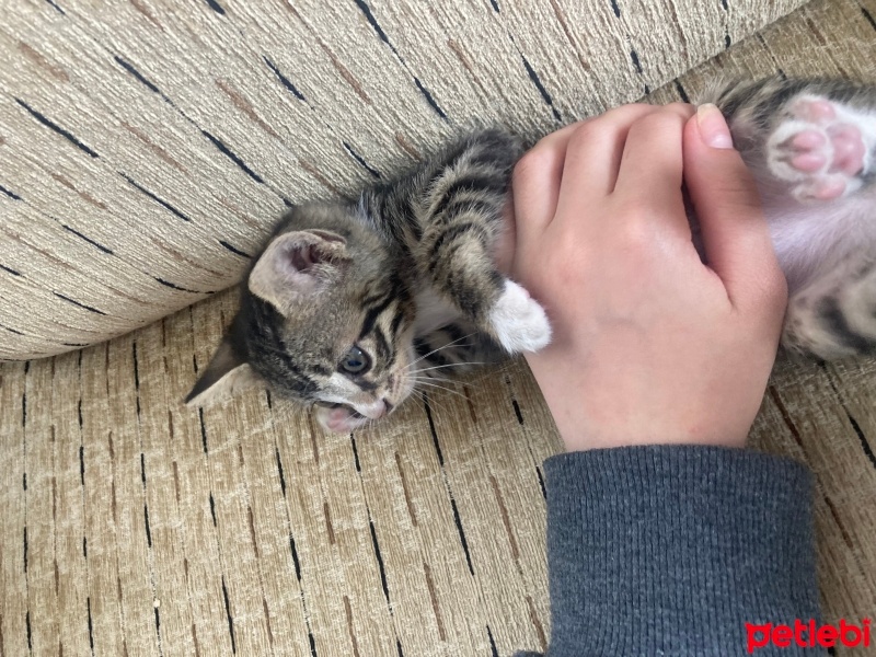 Tekir Kedi, Kedi  beyaz pati fotoğrafı