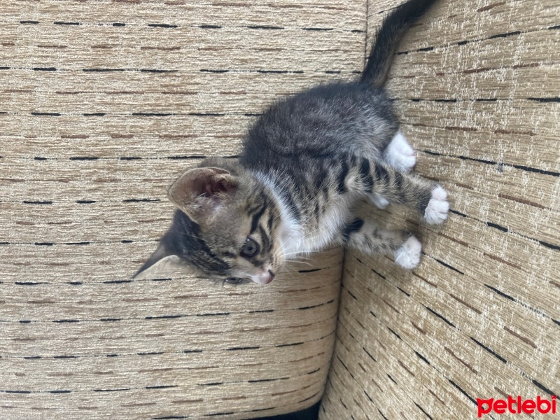 Tekir Kedi, Kedi  beyaz pati fotoğrafı