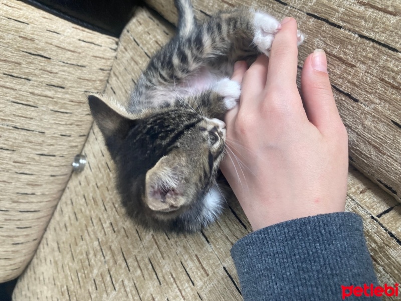 Tekir Kedi, Kedi  beyaz pati fotoğrafı