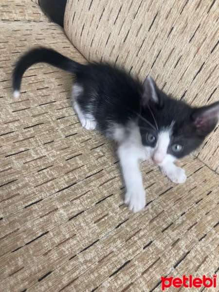 Tekir Kedi, Kedi  beyaz kuyruk fotoğrafı