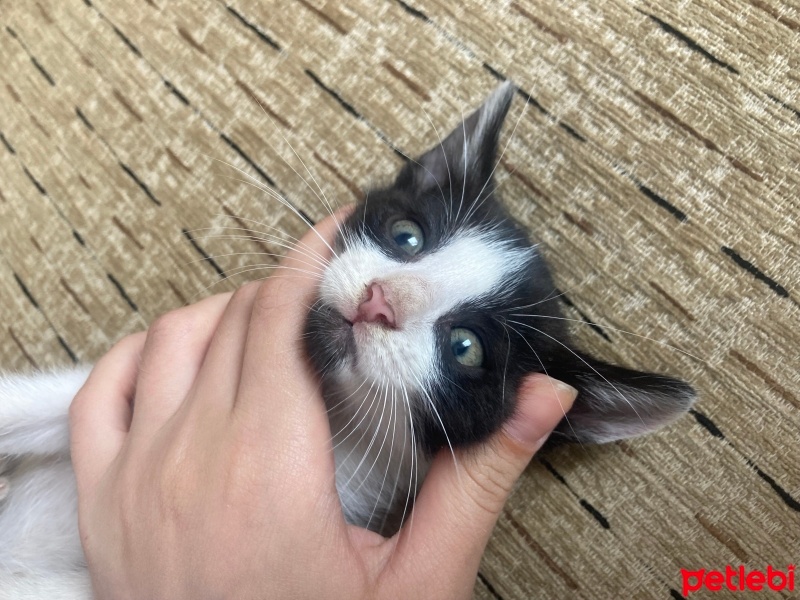 Tekir Kedi, Kedi  beyaz kuyruk fotoğrafı