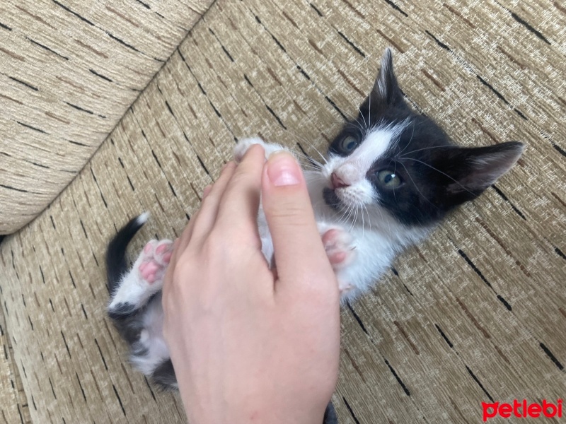 Tekir Kedi, Kedi  beyaz kuyruk fotoğrafı