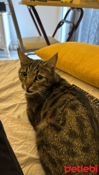 Tekir Kedi, Kedi  Tulpar fotoğrafı